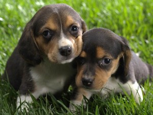 beagle-cuccioli-greenhill