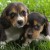 beagle-cuccioli-greenhill