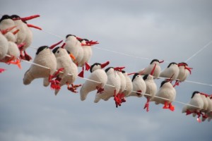 yarn-birds